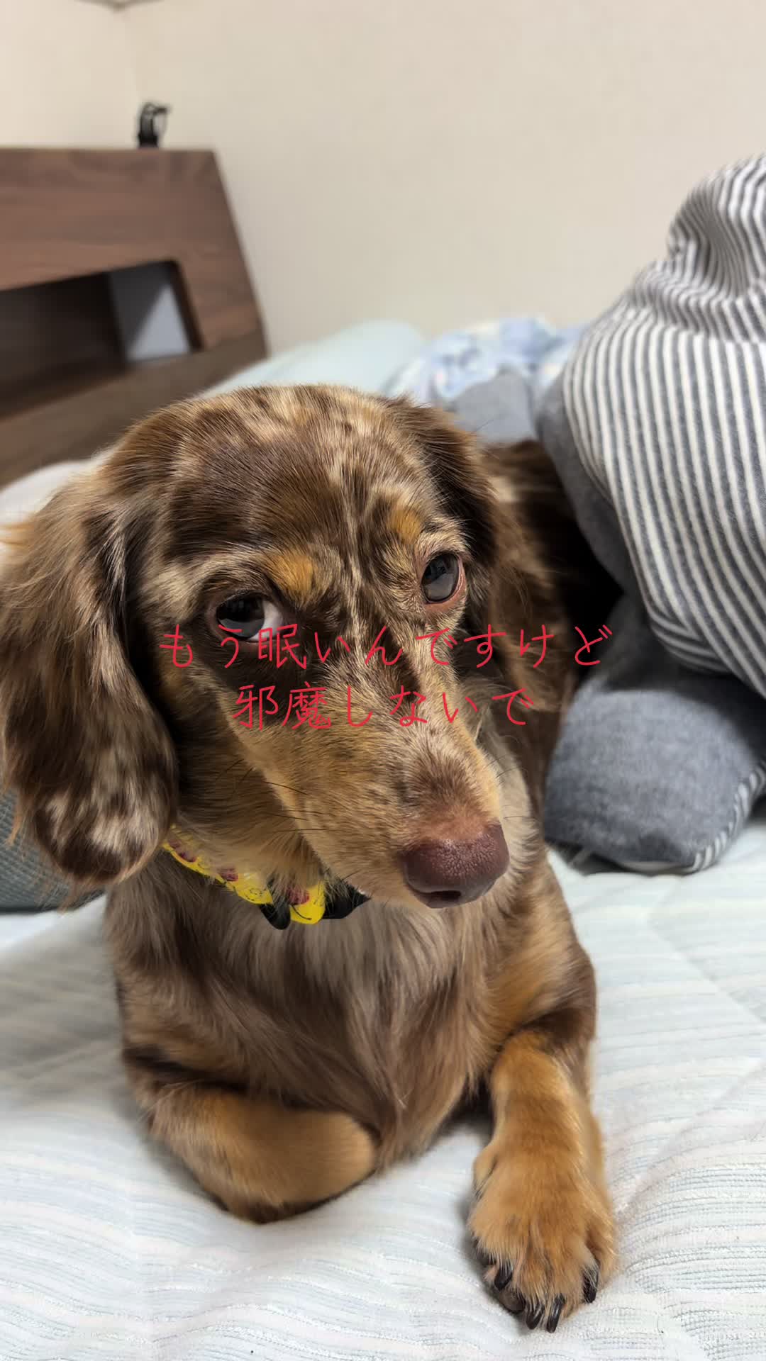 @ケン