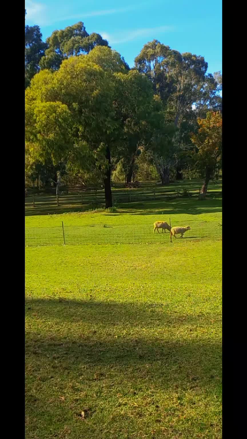 @Emu bottom homestead
