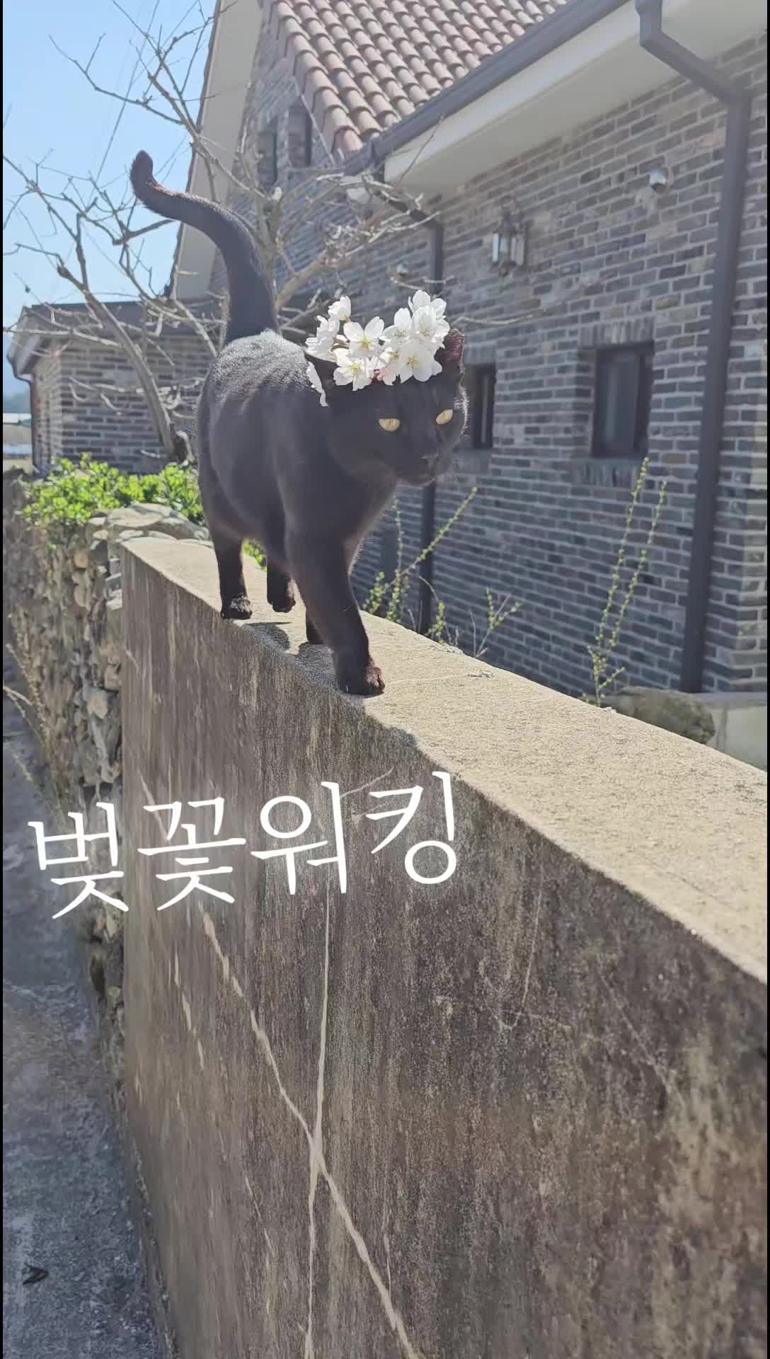 @검은고양이 터보
