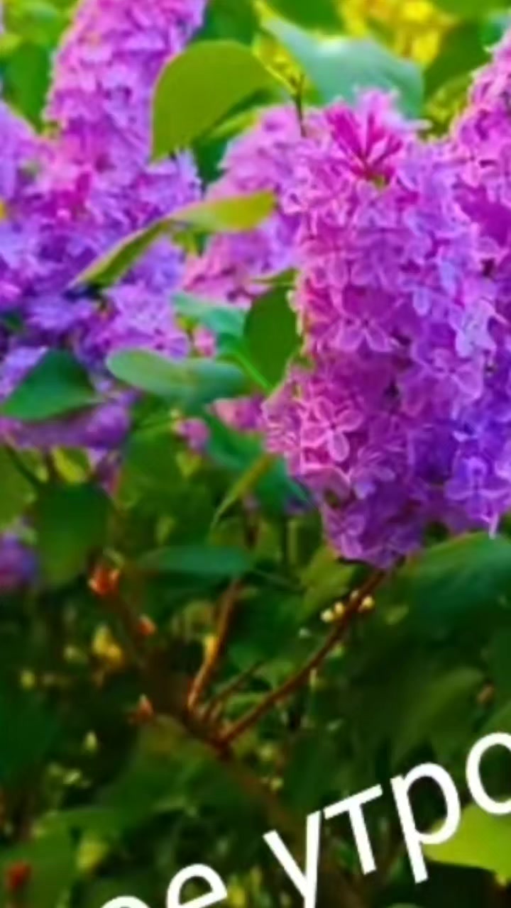 @Ниннель