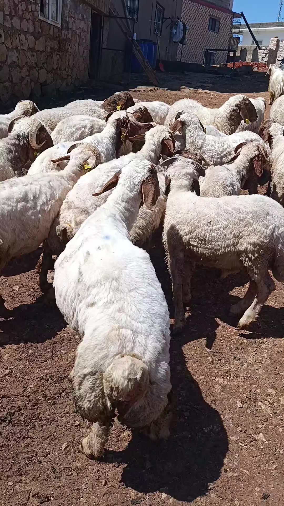 @hamza.tek