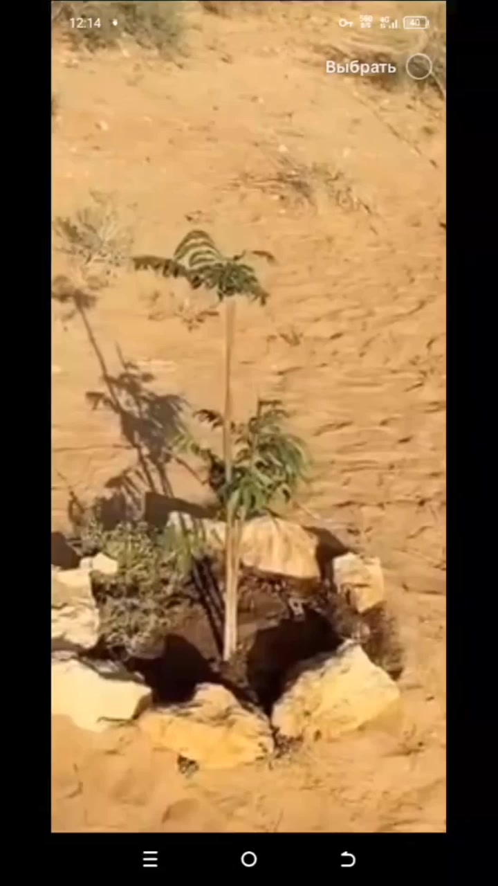 @ато🦁