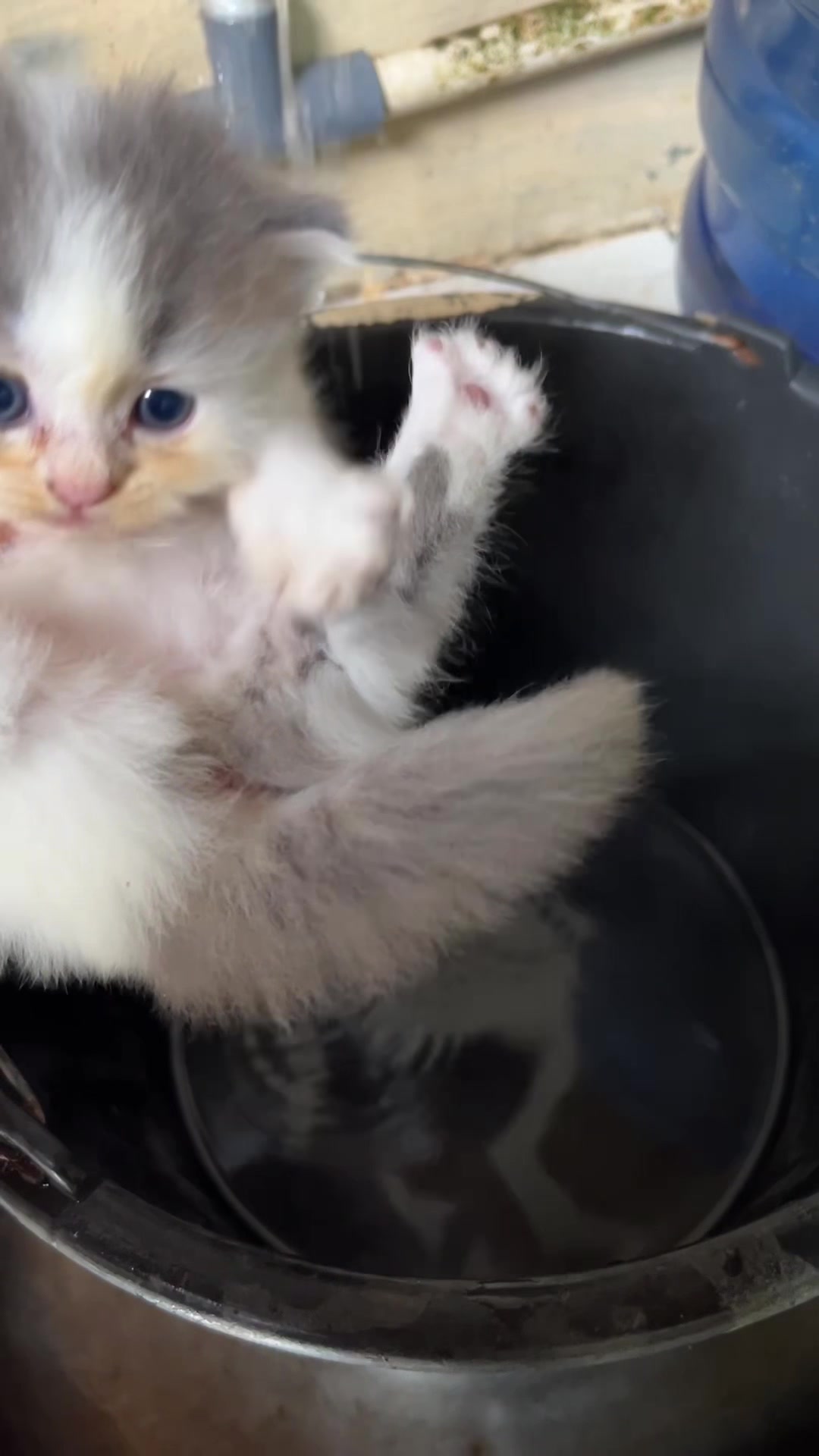 @Republic Of Cat