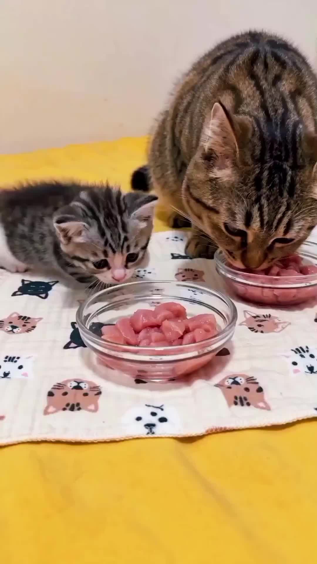 @CutekittenClub
