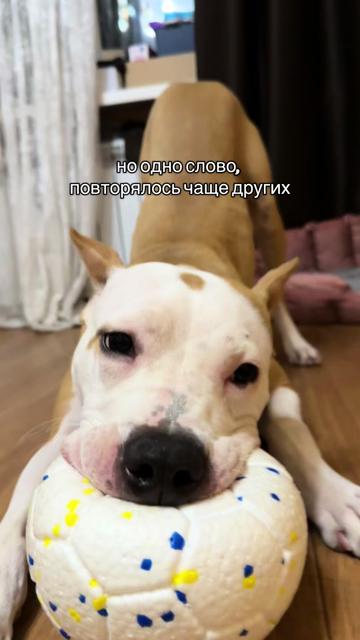 @🦋ТГК:PitoStaff_Milfa🦋
