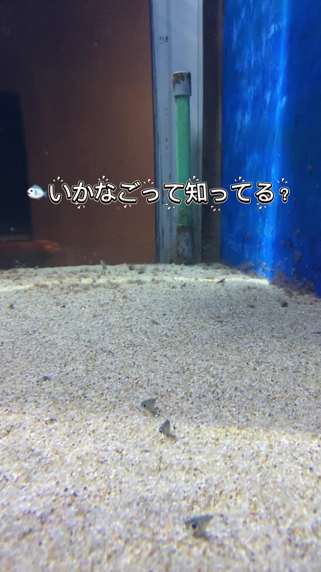 @ð»ãã¬ã¢ã®ãšããŽð»