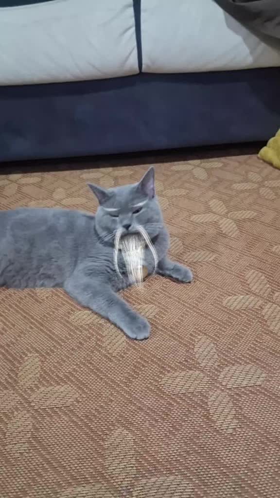 @\/\/ |》 ⁸³