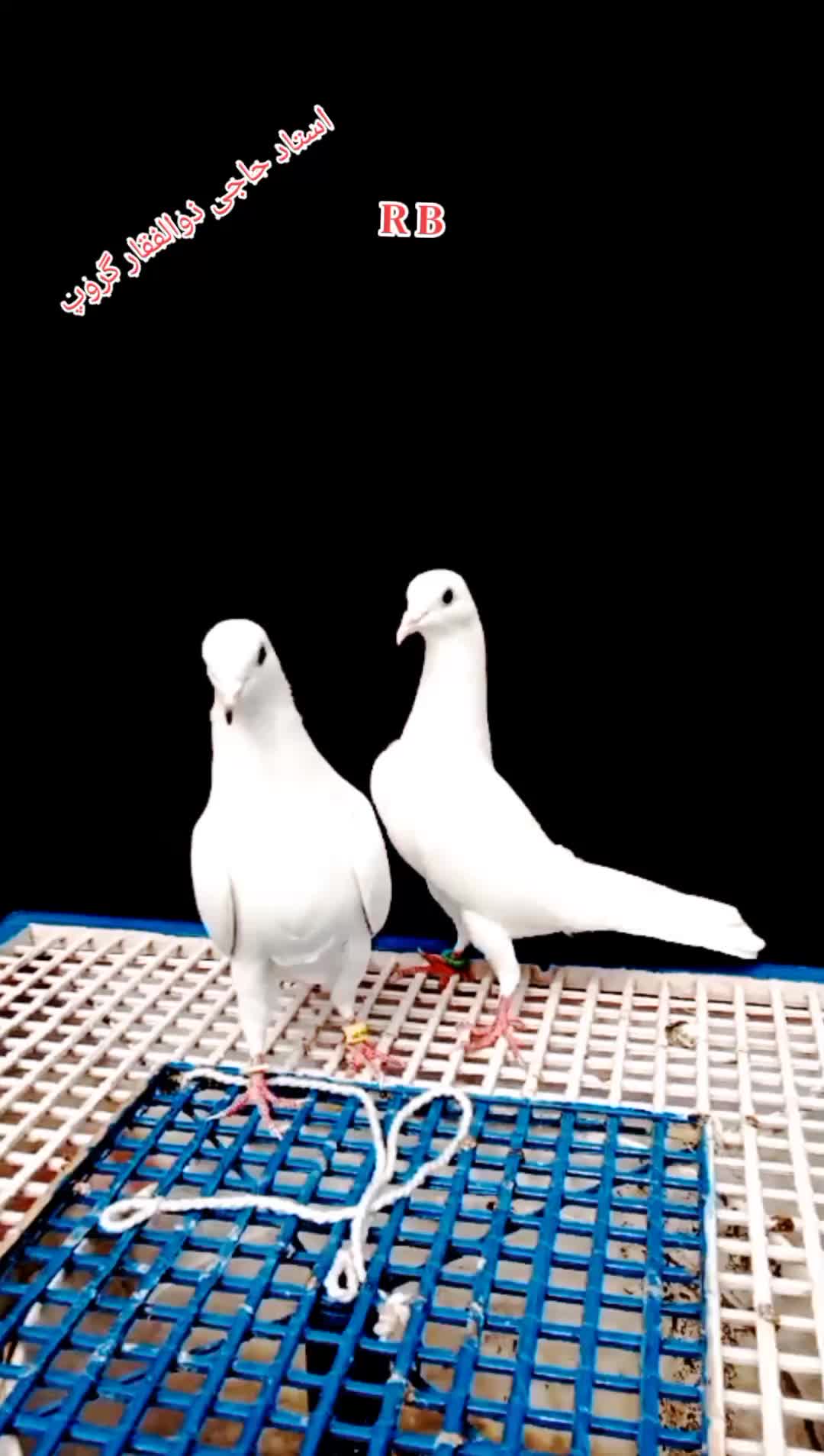 @Rana Bilal Jaranwala 25🕊️