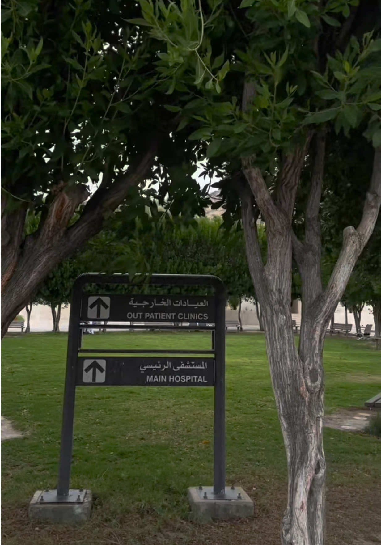 @Lena Alshehri