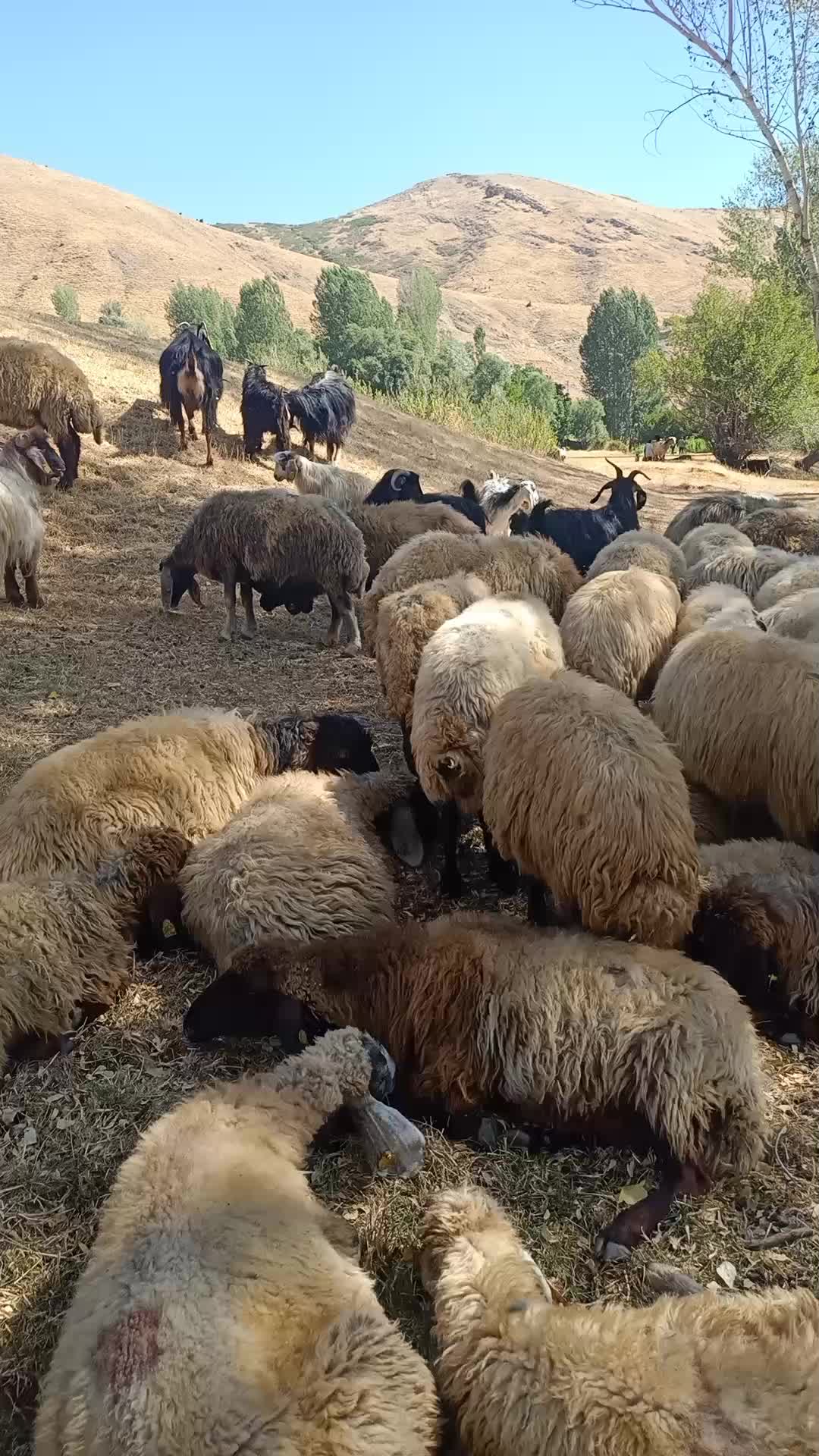 @EMİR ATAŞ 13/33