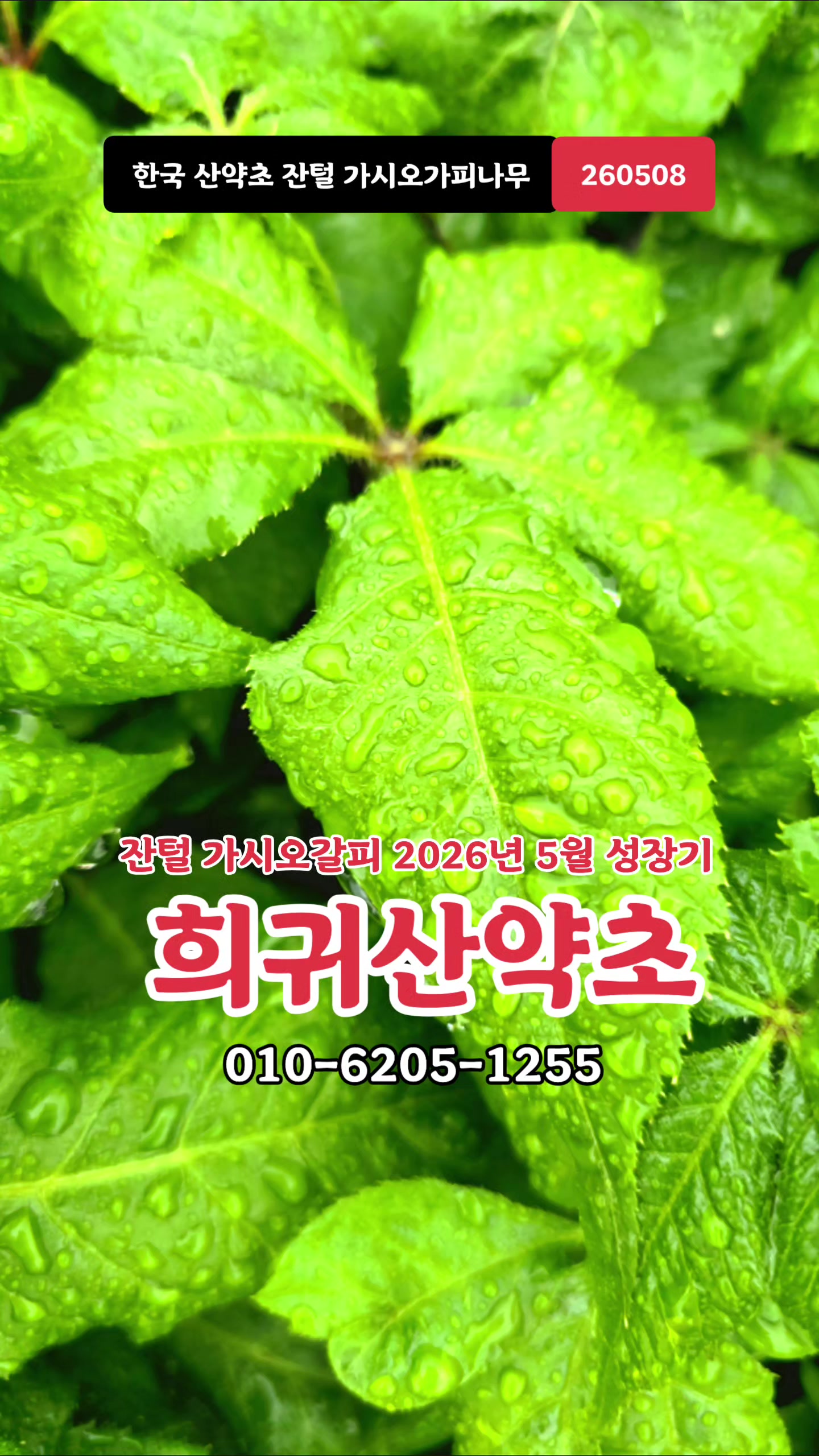 @🔥고물급남자