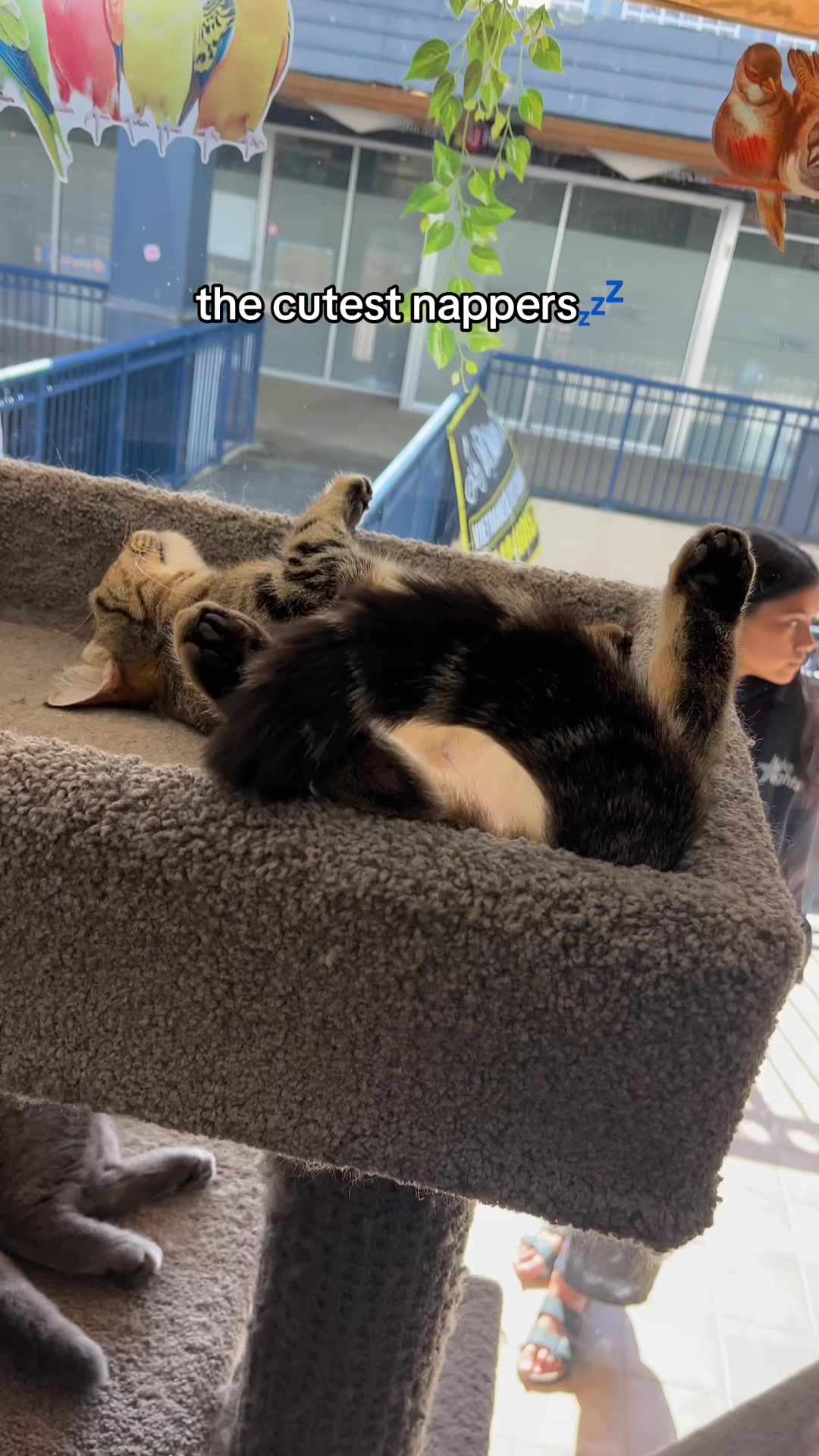 @crazycatcafe