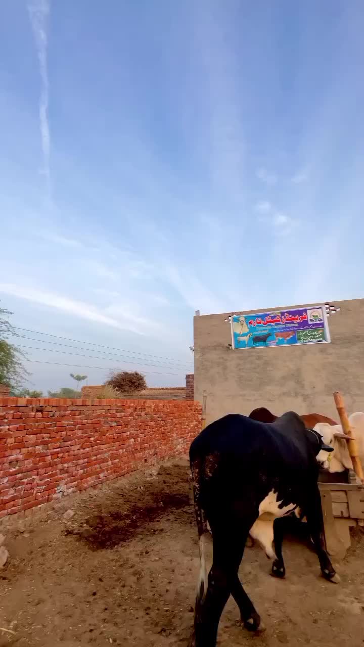 @JUTT 0008 ⚜️