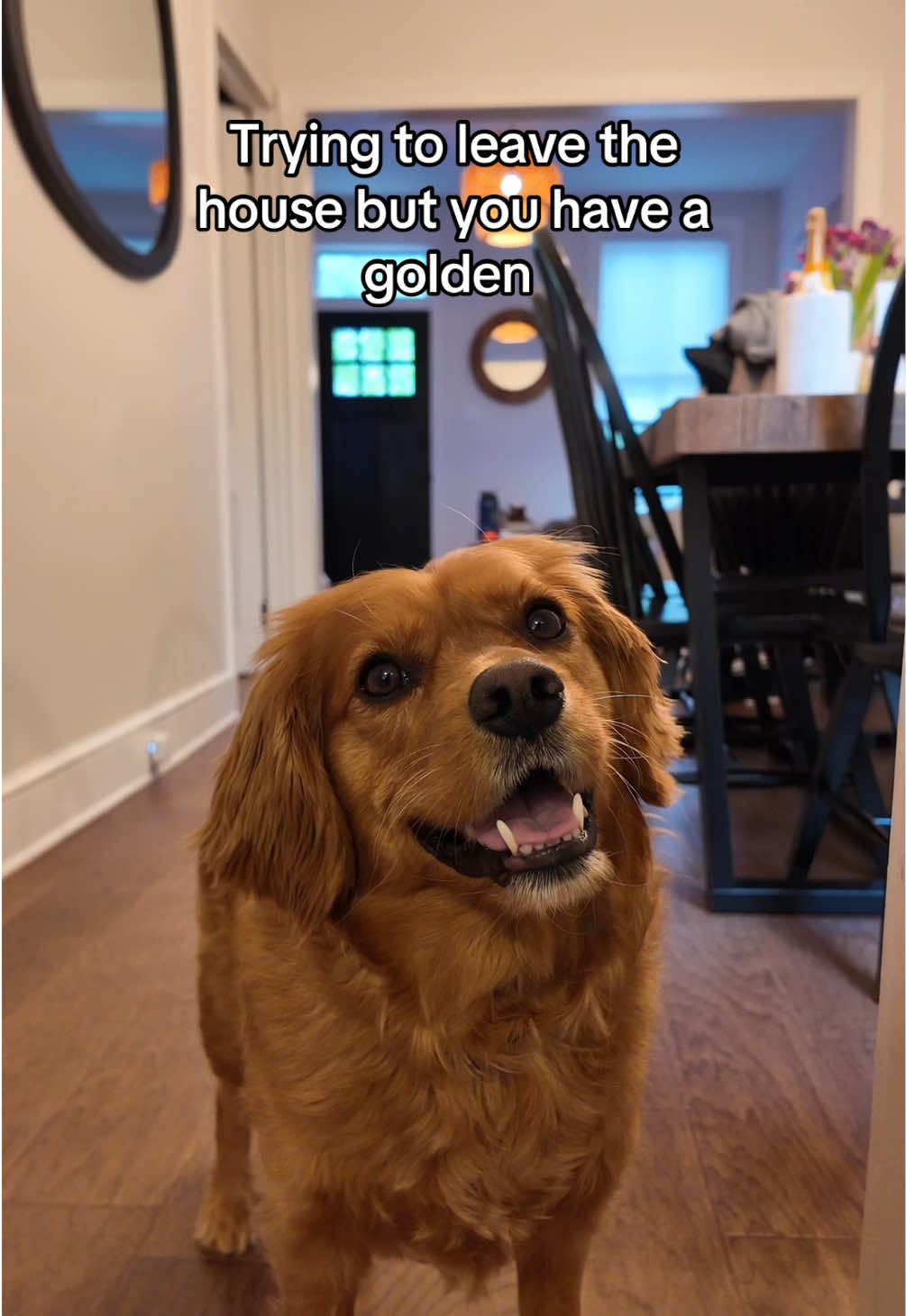 @joeythegoldencavalier