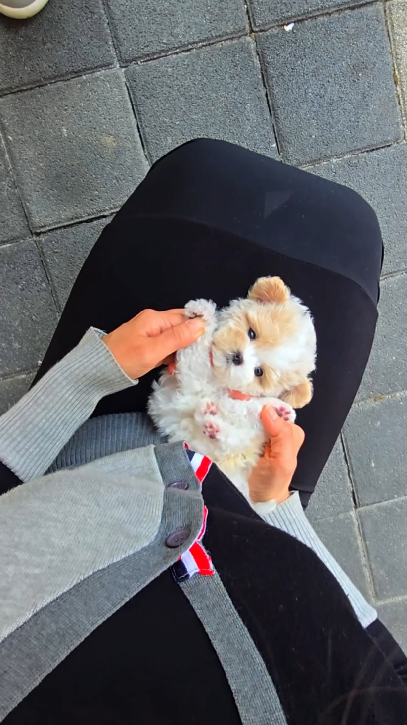 @Dogcastle_TH