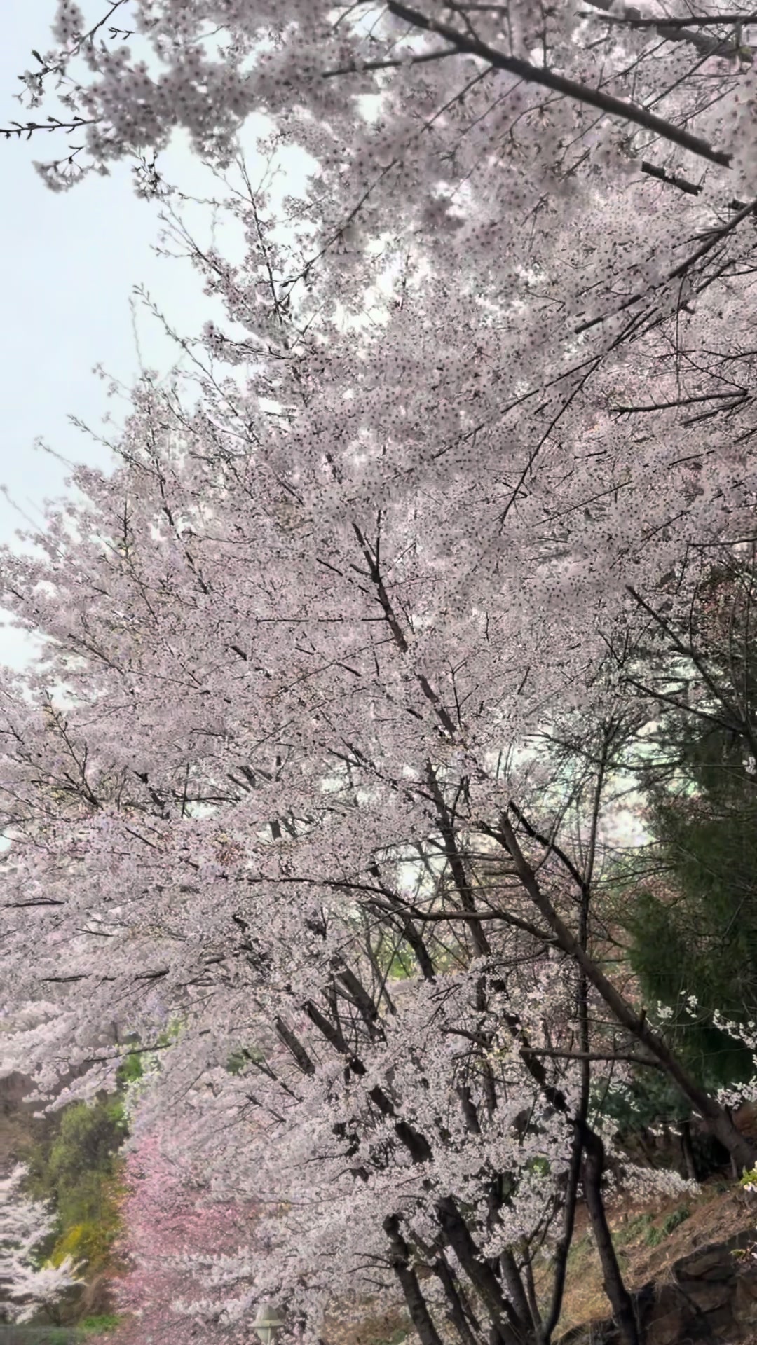 @Coco in Korea