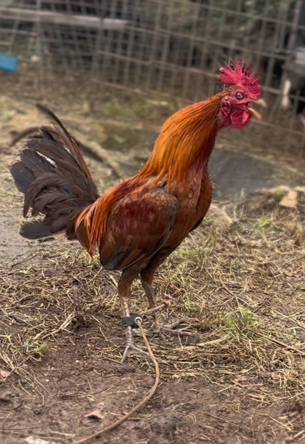 @ltowngamefowl