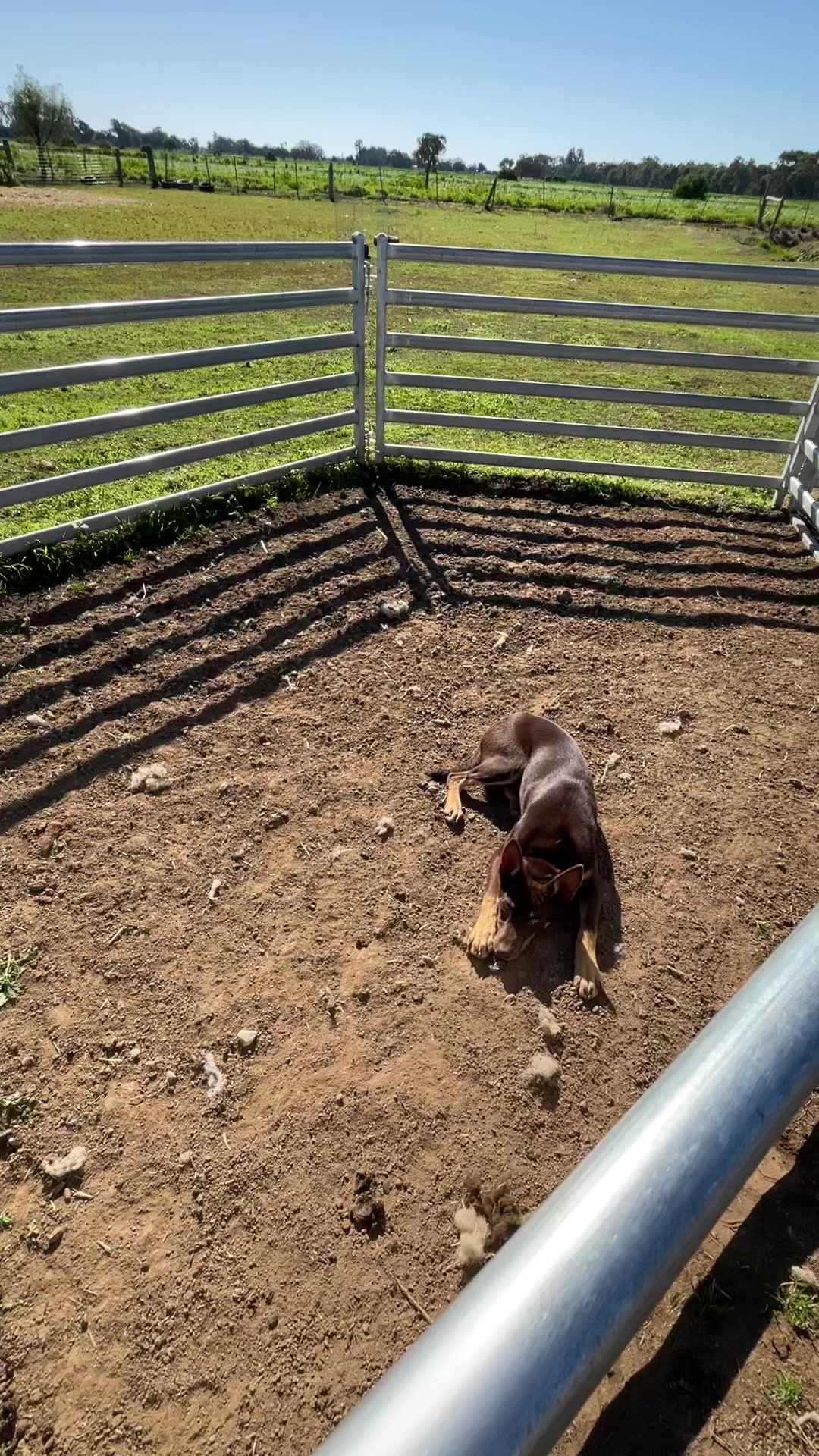 @SouthernDreamin Kelpie stud
