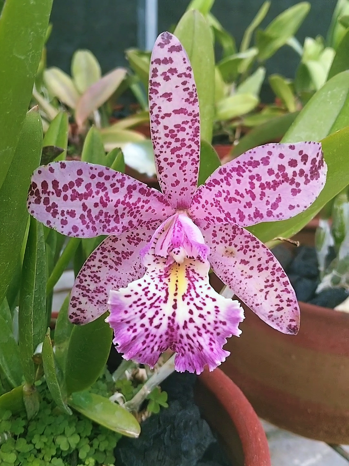 @Bani Orchid