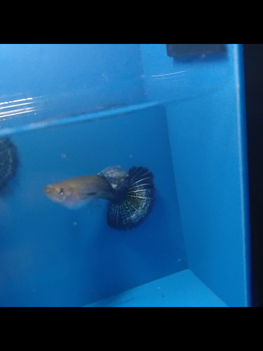 @Ga Guppy Farm