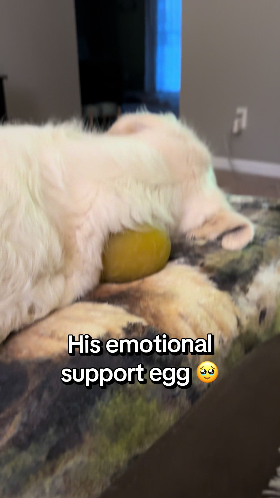 @archie.and.the.egg