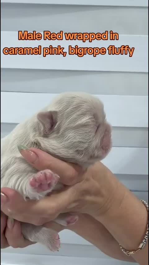 @Tommy_Yari_Frenchie
