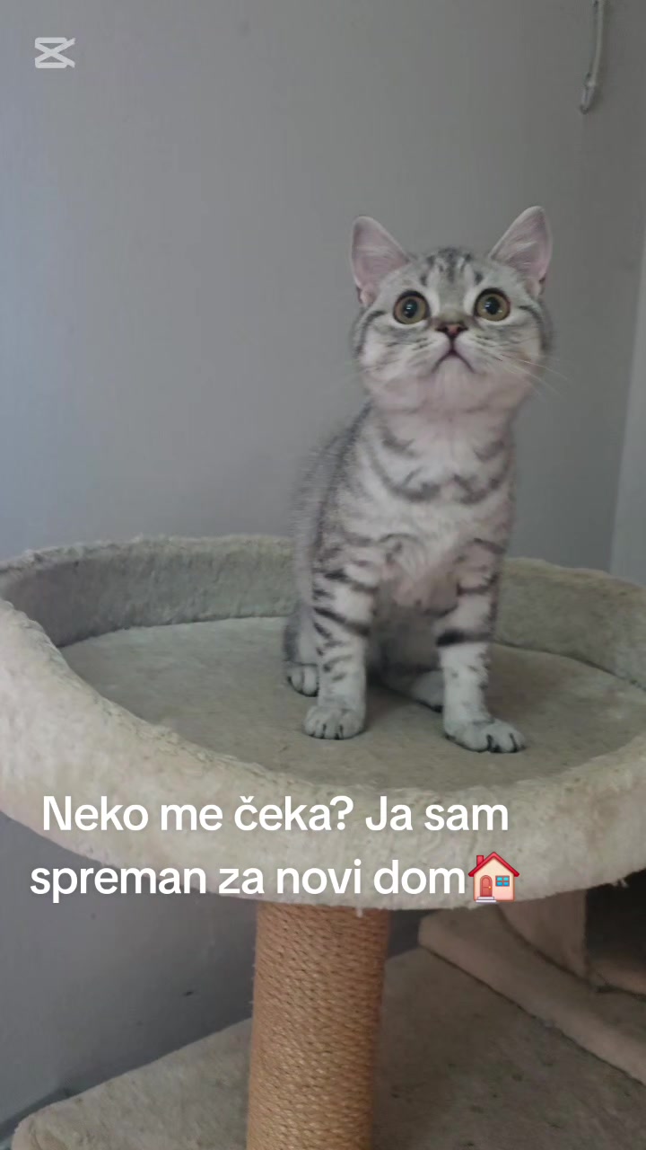 @Britanske Kratkodlake mačke