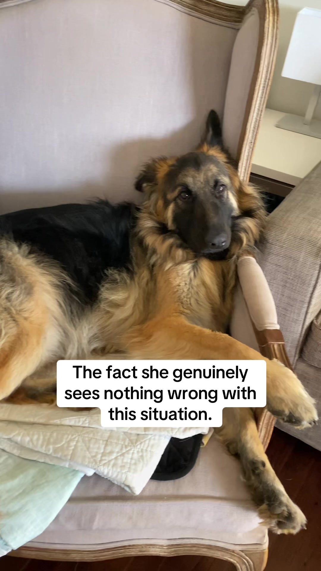 @Indy German Shepherd