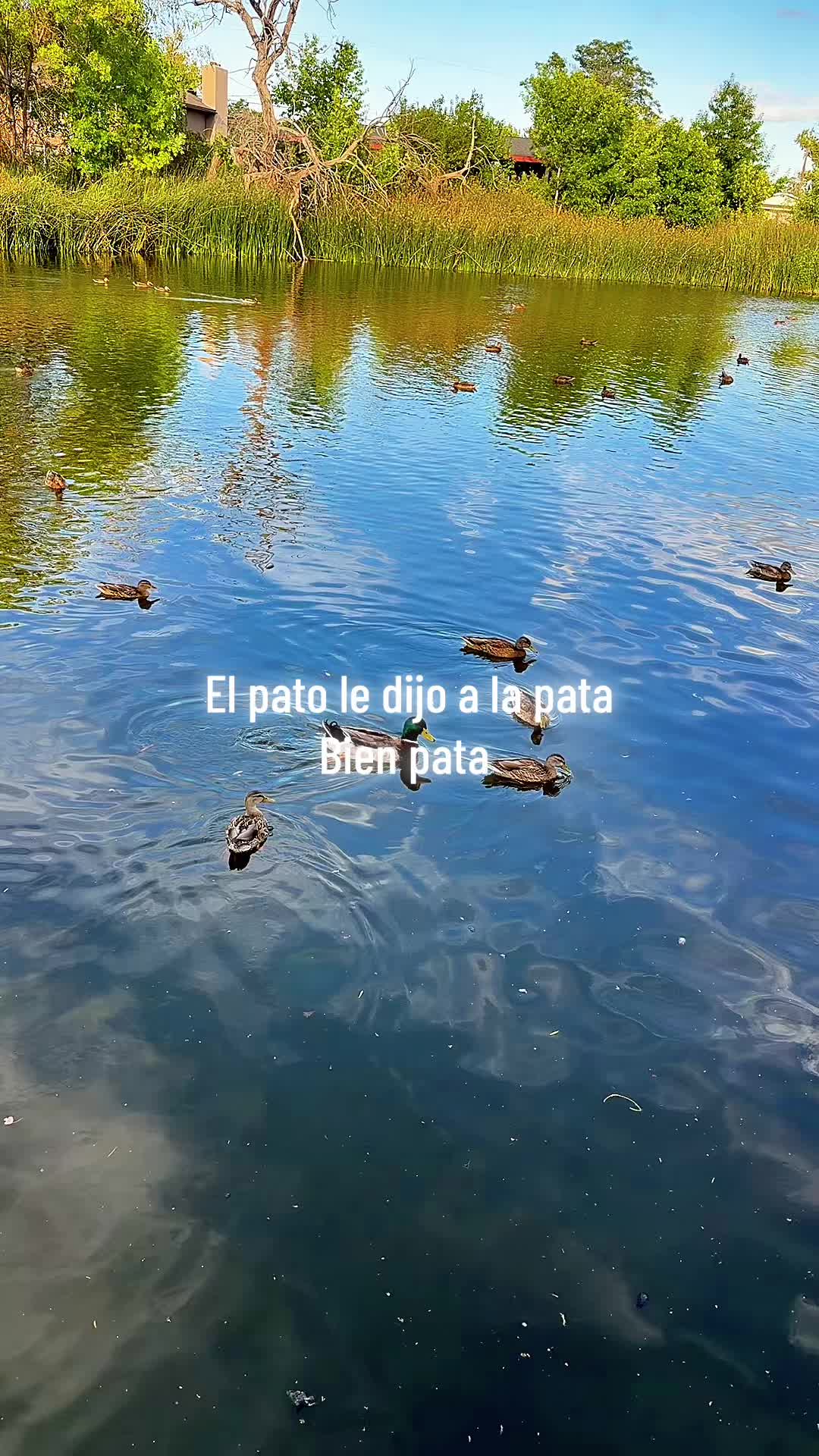 @flaco_S17