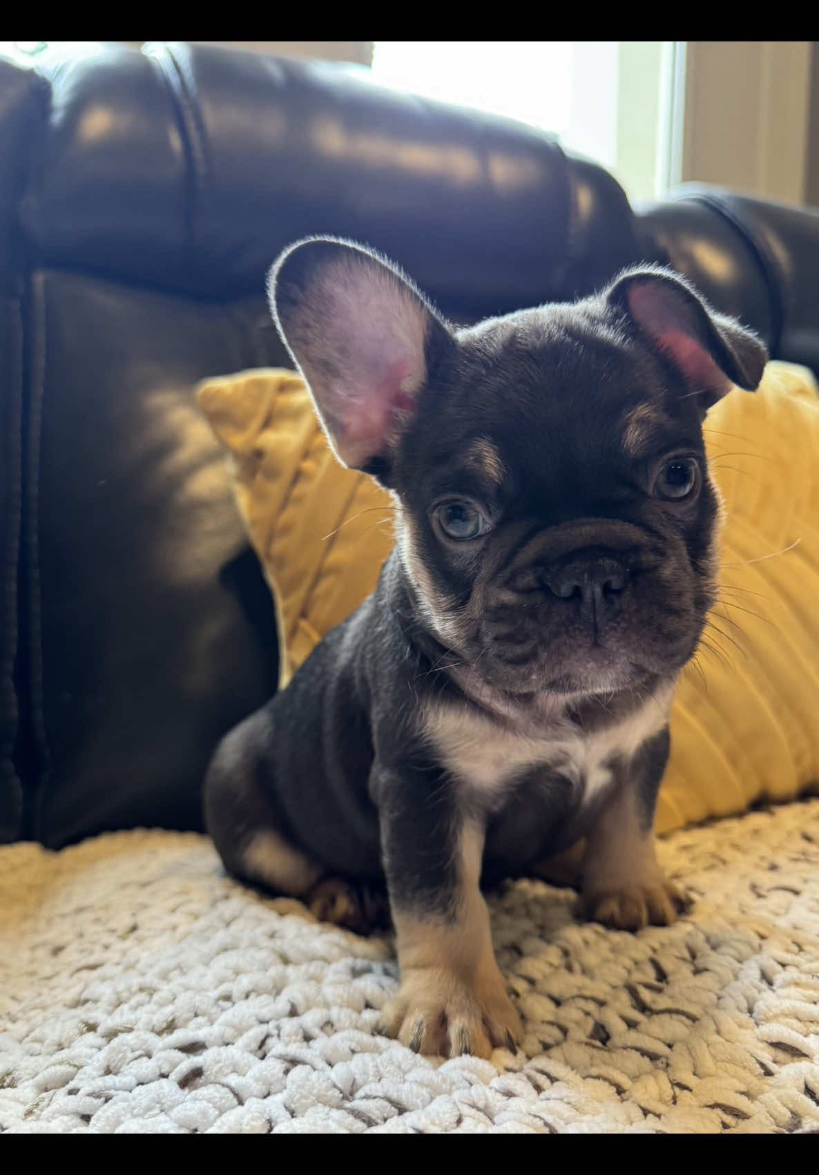 @Matchless Frenchies