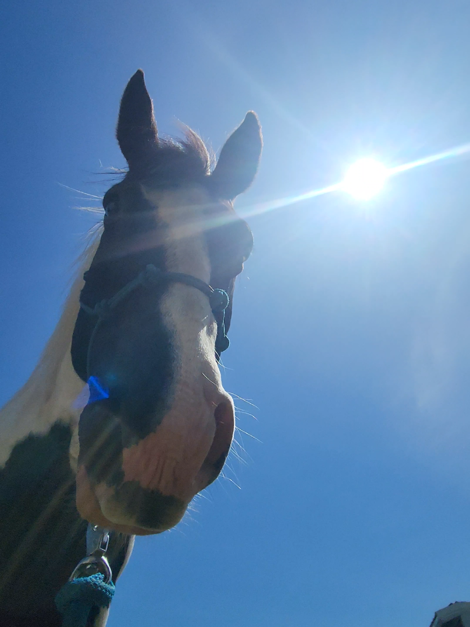 @minihorsemomandtrainer🐴🐴🐴🐴