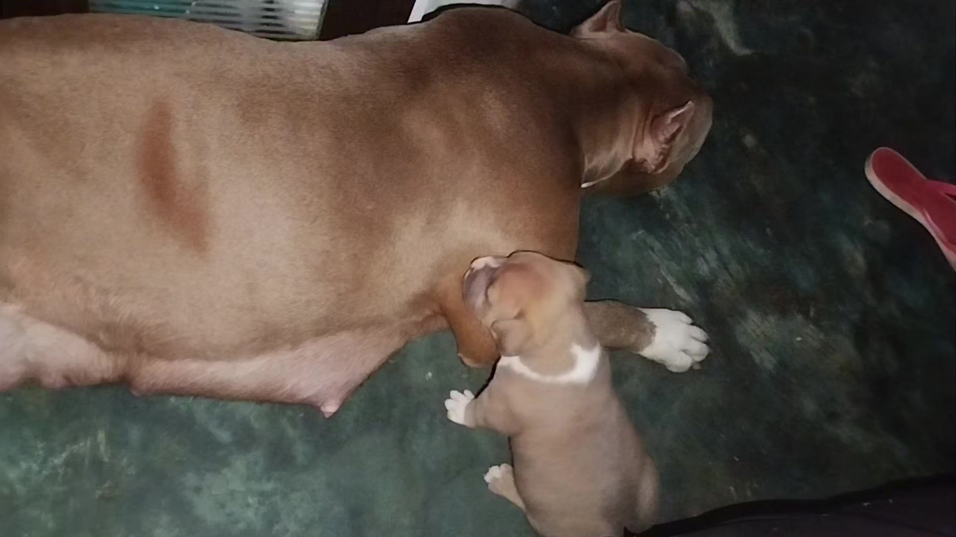 @mia_bulls❤️
