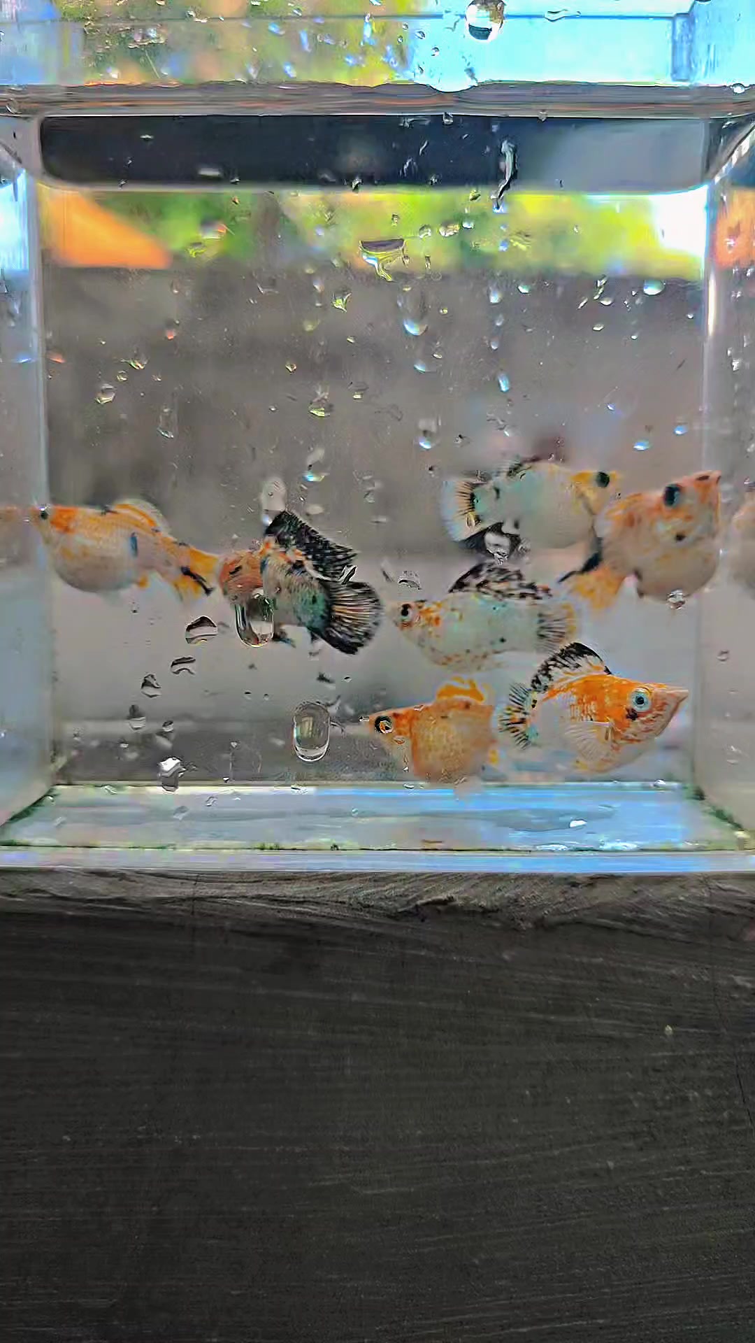 @Ramon Fish Banyuwangi