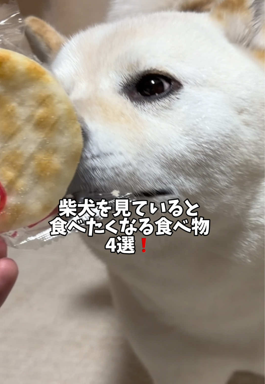@白柴犬はる🌸