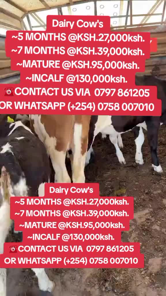 @OFFICIAL GICHEHA FARM RONGAI