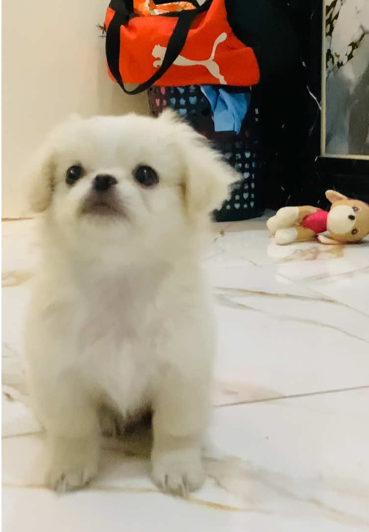 @๐๐ช๐ฝ๐ฝ๐ฑ๐แฅซแญก