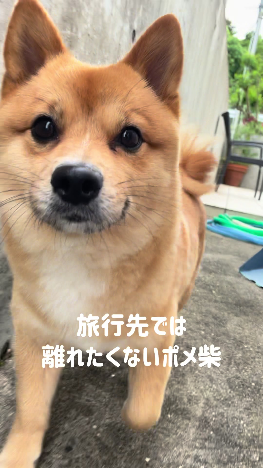 @ポメ柴もなか(もちゃ)୭