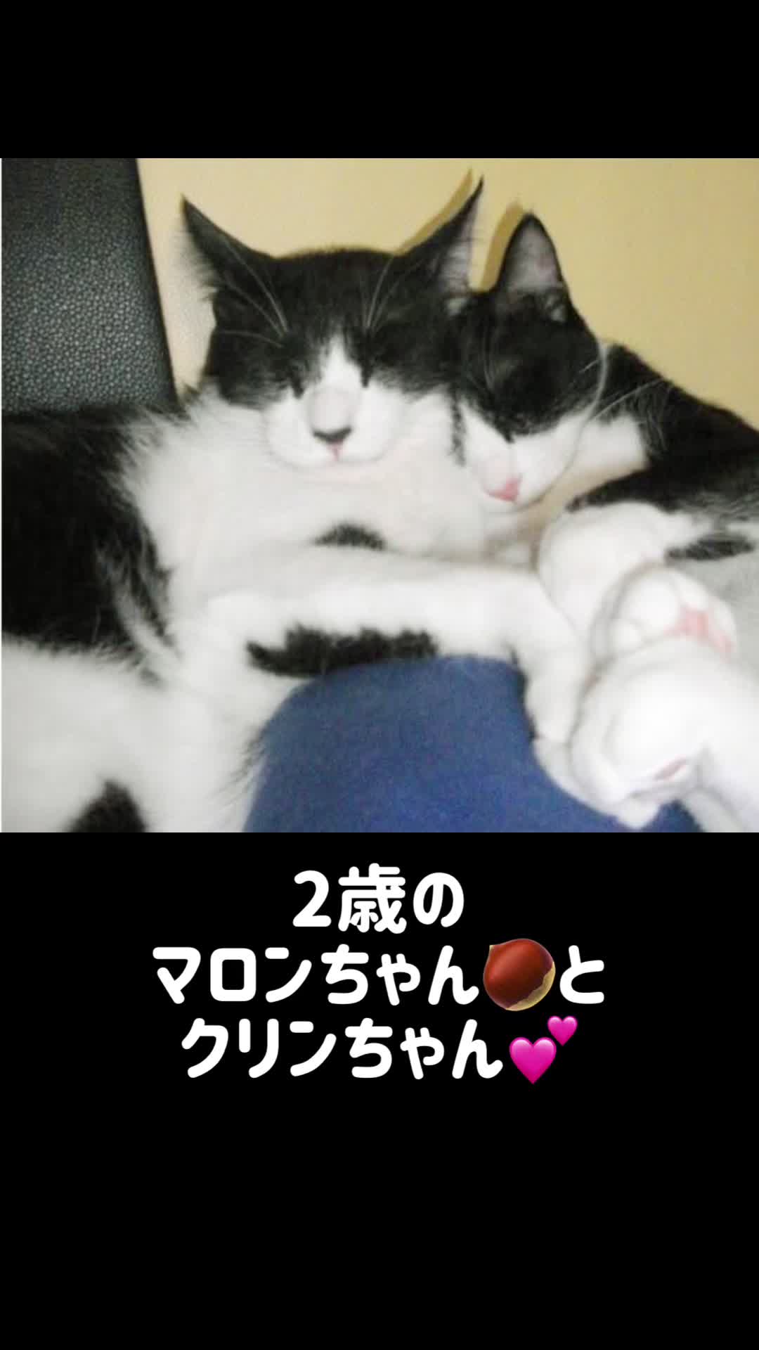 @ねこぷにもふ｜ホワイトシェパードのハクちゃん