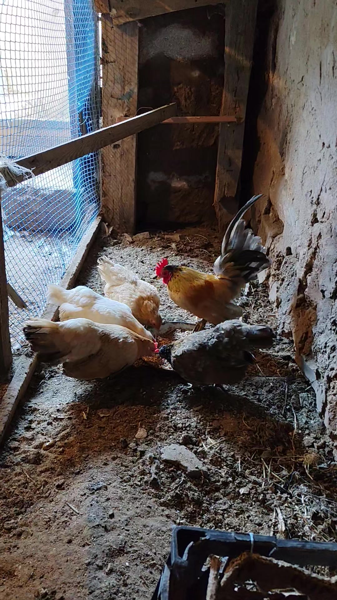 @MAŞTAĞA_QUŞCULUĞ