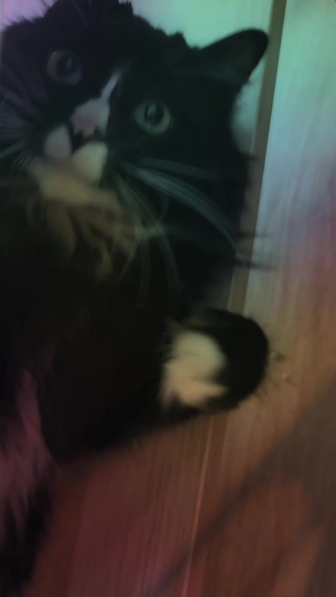@AtticaTheTuxedoCat