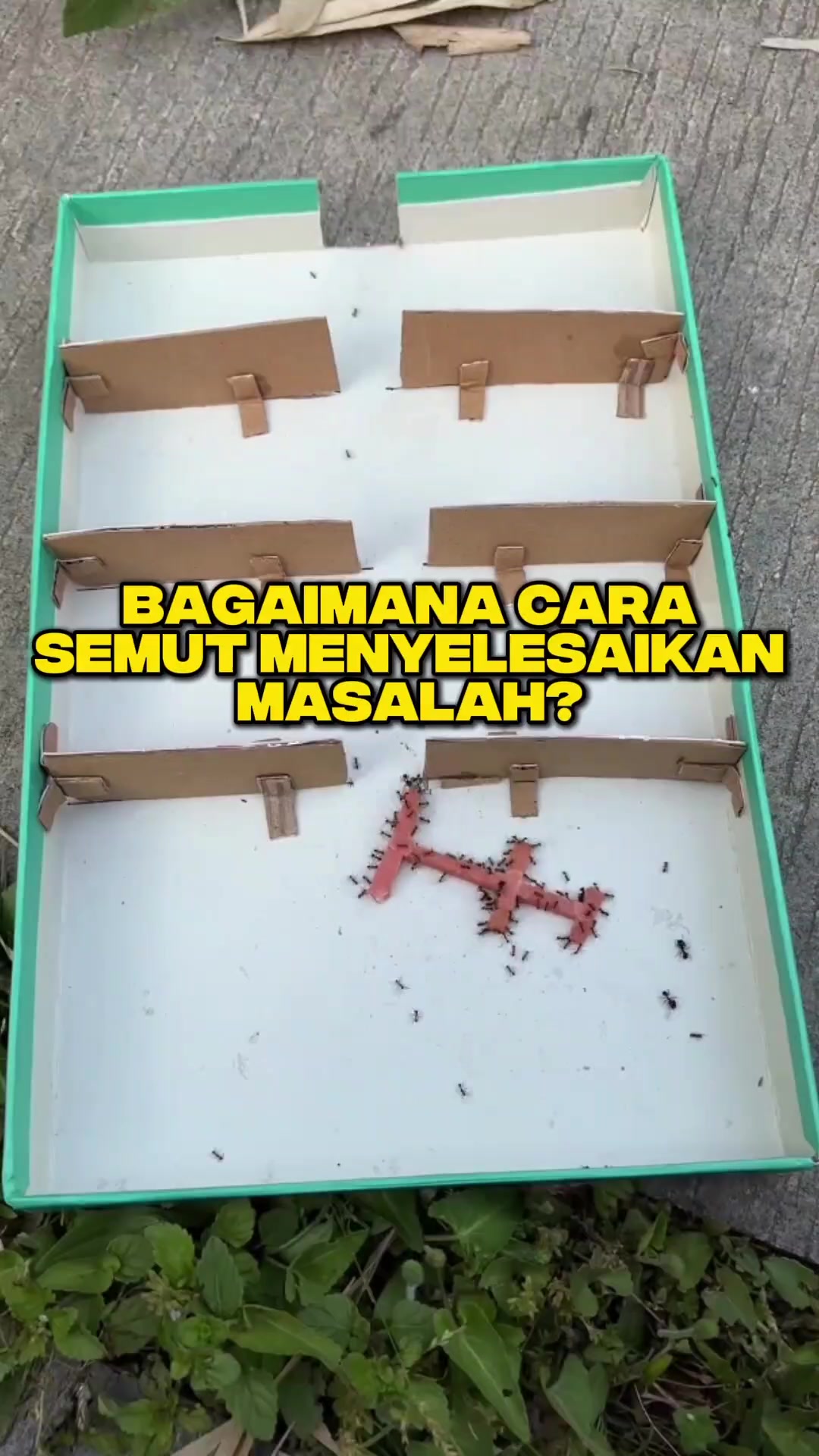 @Ardian Galih 🐜