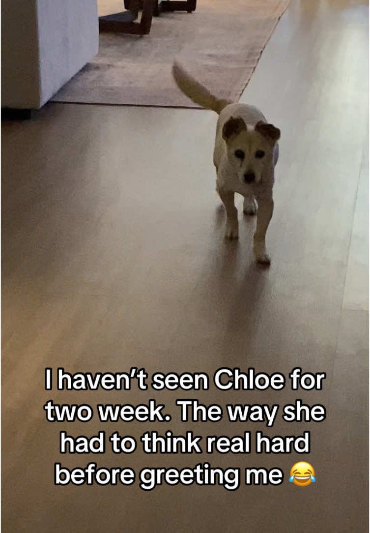 @dogwalkerannika