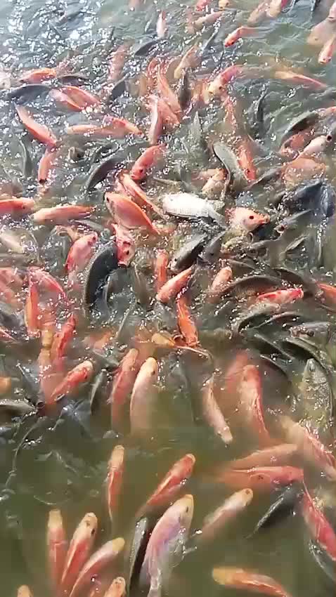 @erdin mancing