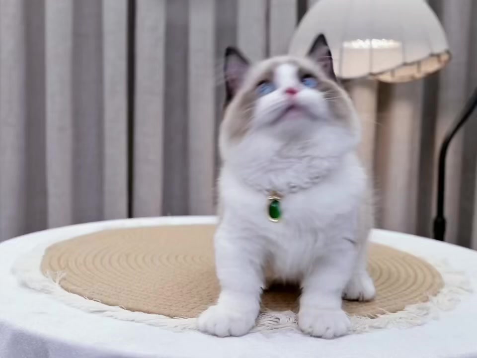 @fuyncats