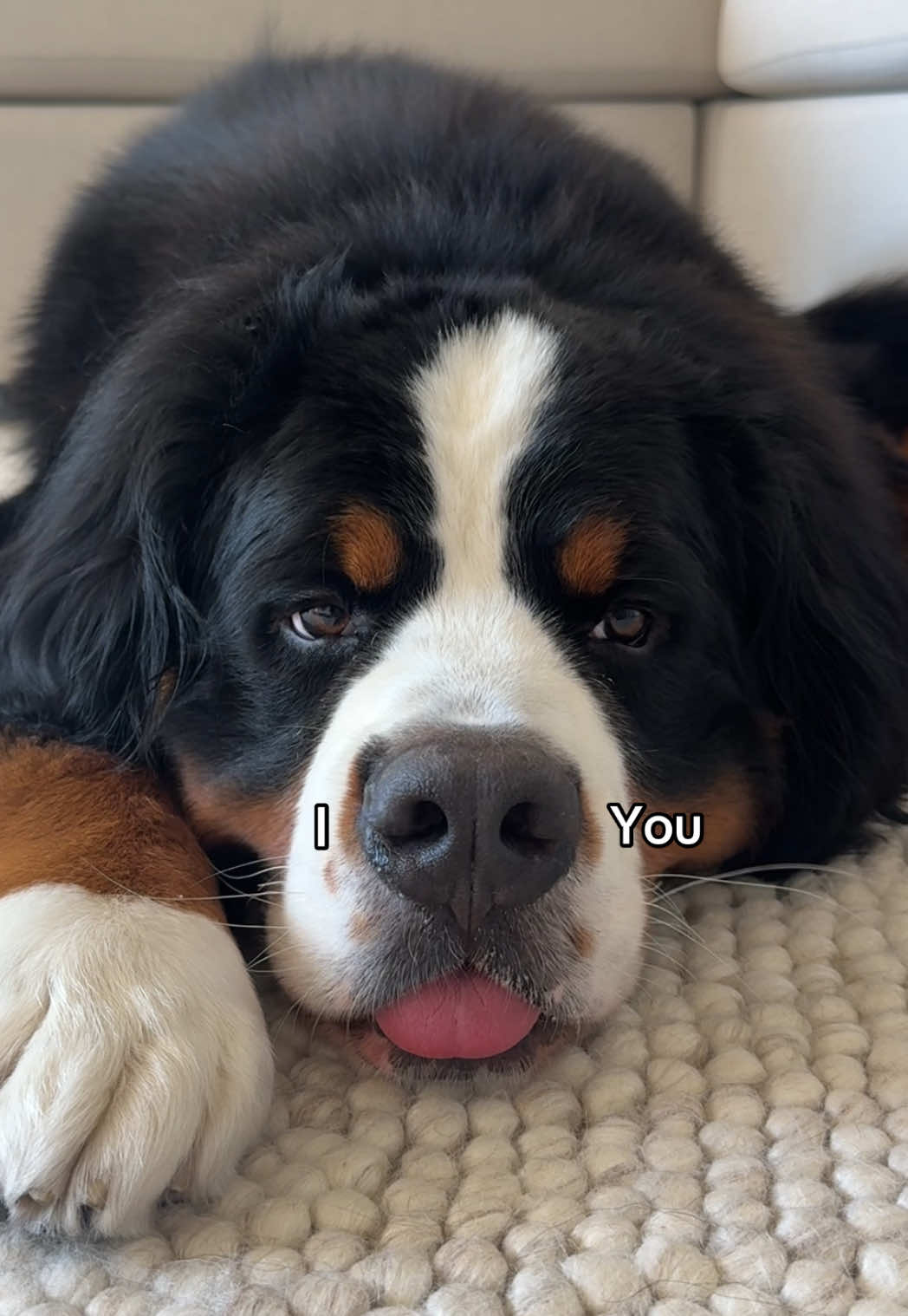 @CJ The Bernese