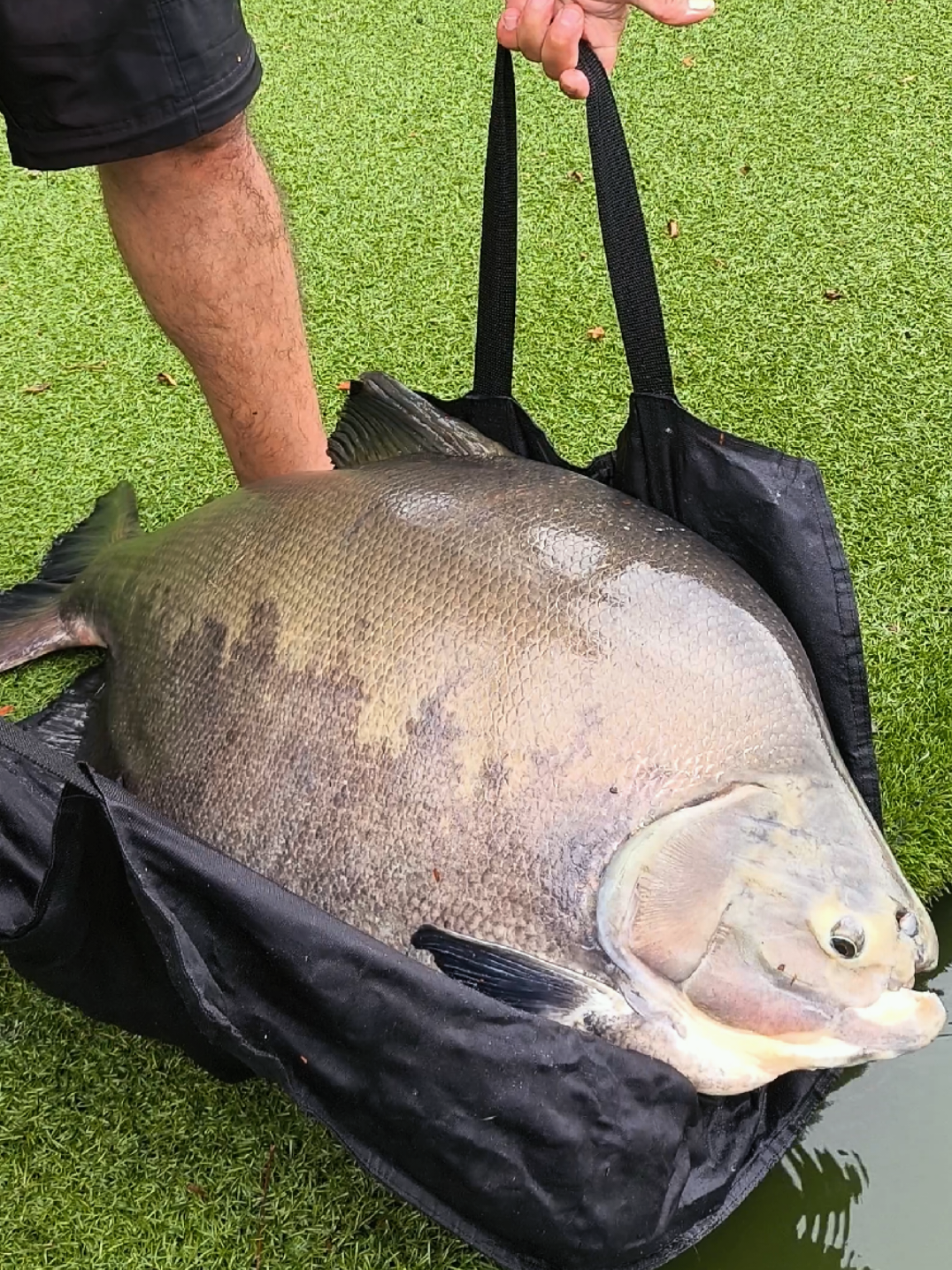 @Patr&atilde;o da Pesca