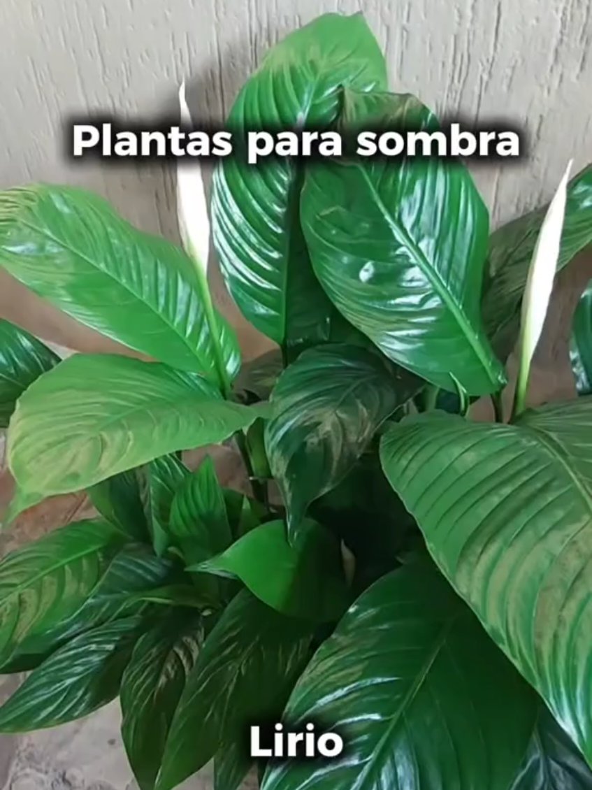 @quintalverde