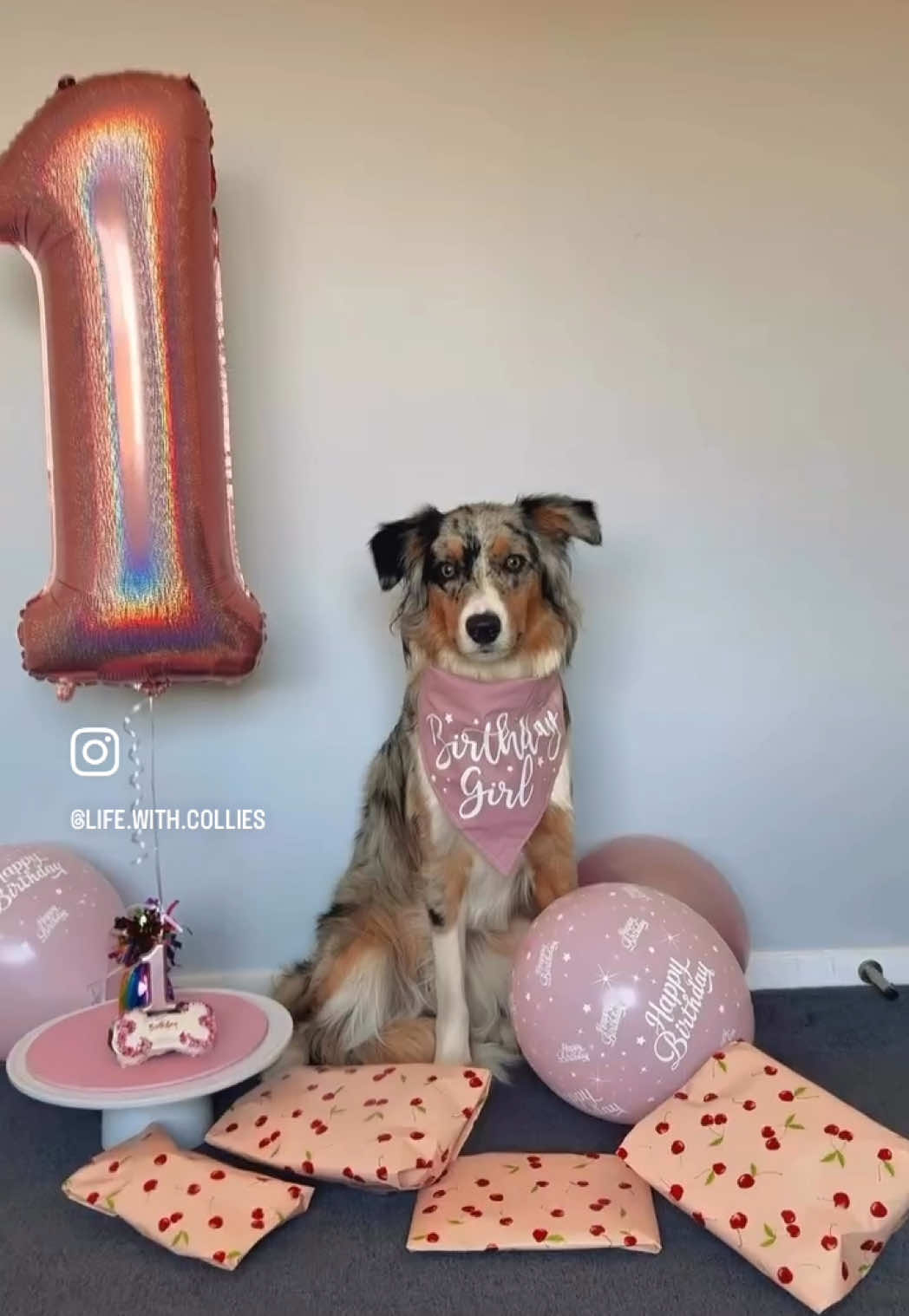 @life.with.collies