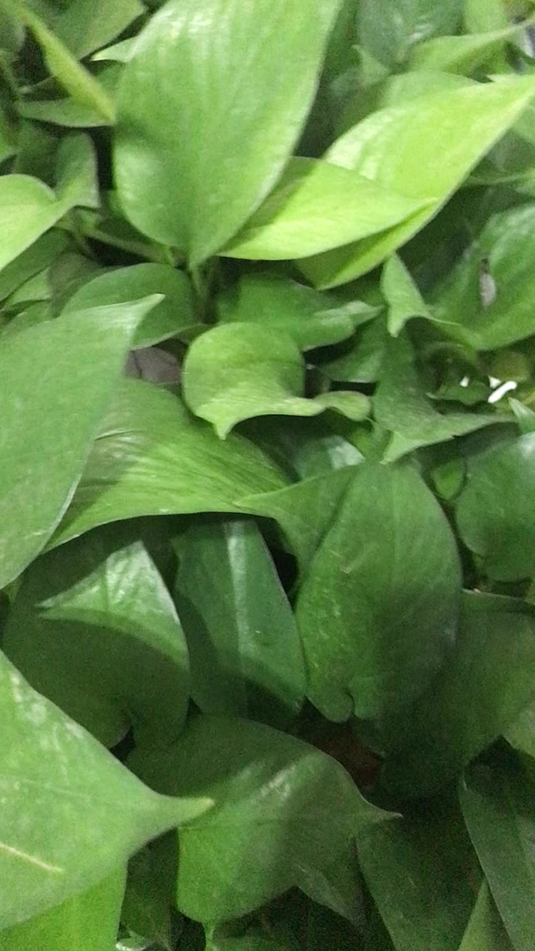 @chaobao0254