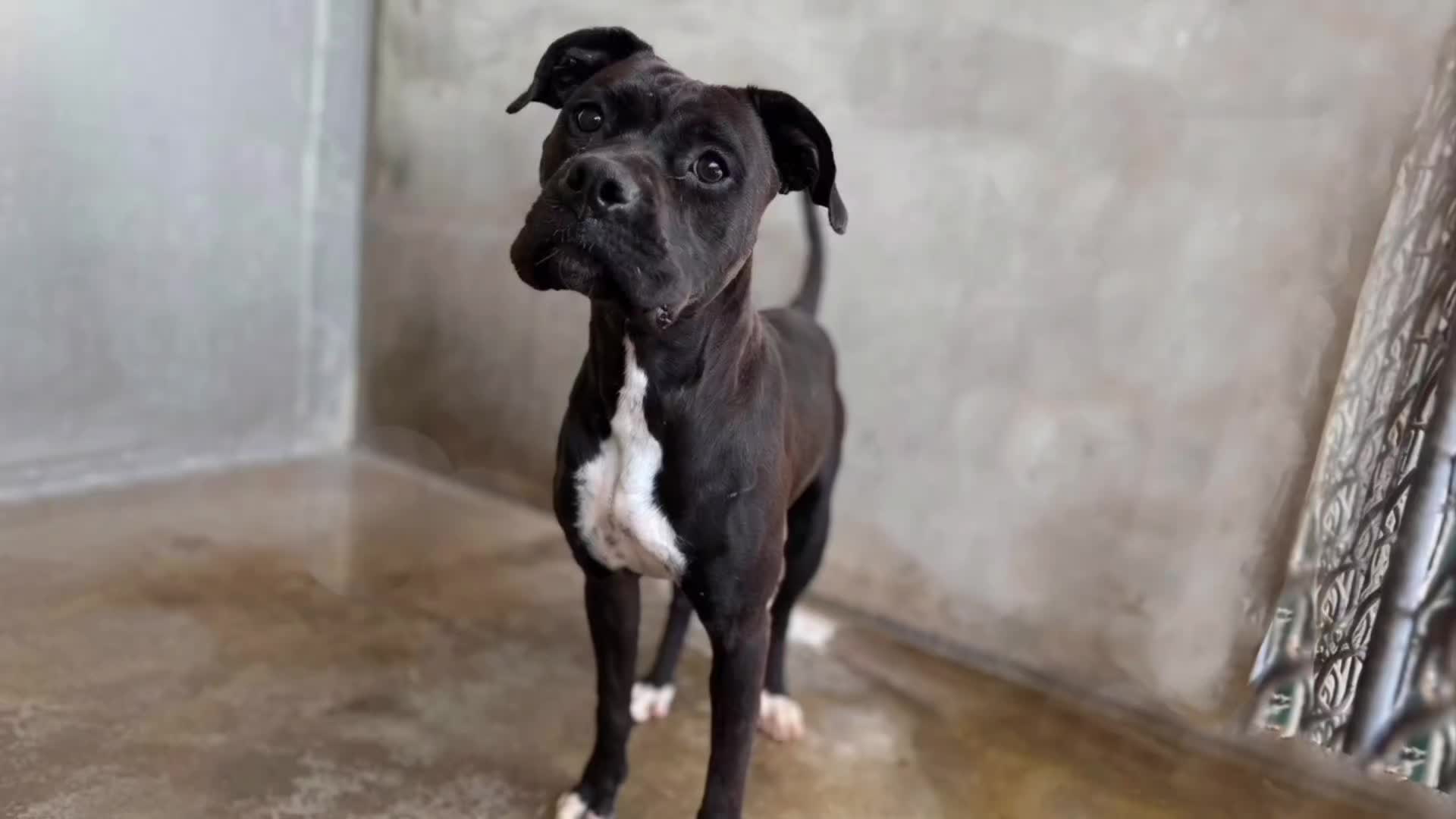 @Cane Corsos